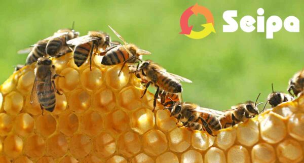 API, BIODIVERSITÀ E CANTIERI, SEIPA: LA SOSTENIBILITÀ PASSA ANCHE DAGLI IMPOLLINATORI